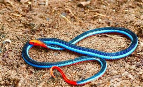 蓝长腺珊瑚蛇，一种能瞬间让人中毒死亡的毒蛇