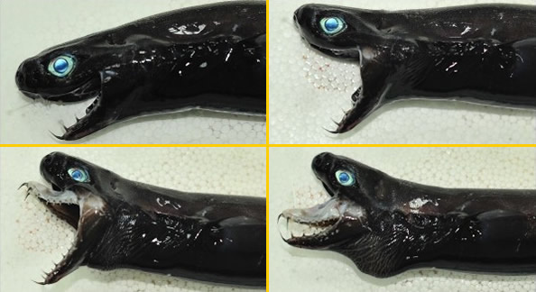 外星怪鱼卡氏尖颔乌鲨，蓝色眼睛针状的牙齿，超级恐怖