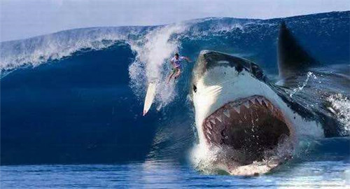 史前最恐怖的五种鱼类 巨齿鲨一口就能吞掉霸王龙