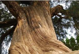 世界上最贵的木材降龙木是什么树，降龙木手串多少钱/价格感人