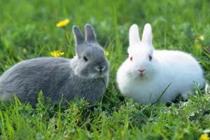 安哥拉兔多少钱一只，安哥拉兔好养吗(100—500元之间/适合家养)