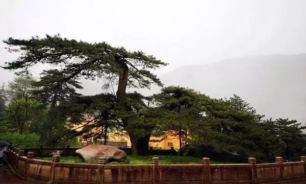 中国现存最古老的树排名 黄帝轩辕柏至少5千岁