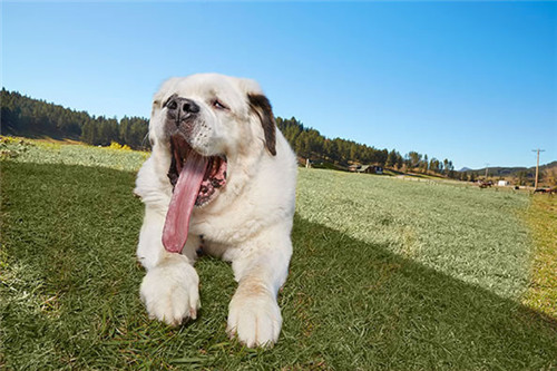 世界上舌头最长的狗狗，竟长达18.58公分
