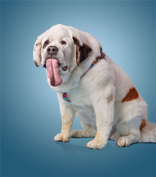 世界上舌头最长的狗狗，竟长达18.58公分