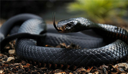 世界上最毒的毒蛇综合排行，第1名比眼镜蛇还要毒8倍
