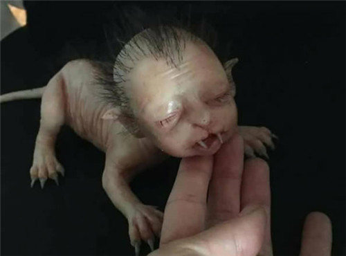 国外发现“人脸猫”形似刚出生的婴儿，模样相当恐怖
