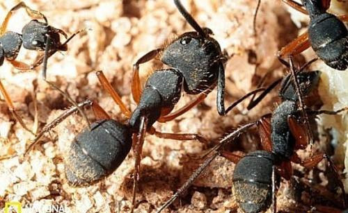 僵尸蚂蚁：感染僵尸病毒的蚂蚁，揭秘僵尸蚂蚁的形成过程