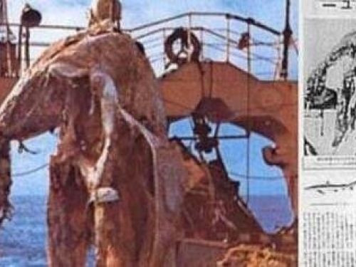 日本1977年海怪事件是真的吗，揭秘海怪尸体究竟是什么物种