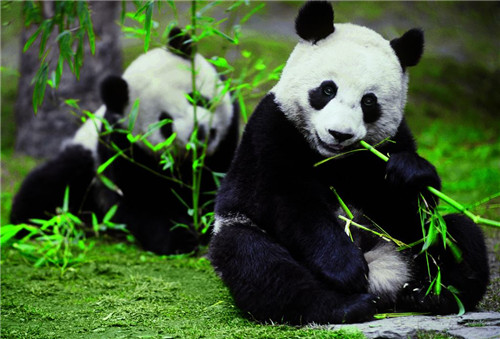 中国濒临灭绝的动物有哪些？作为国人必须要知道这些数据
