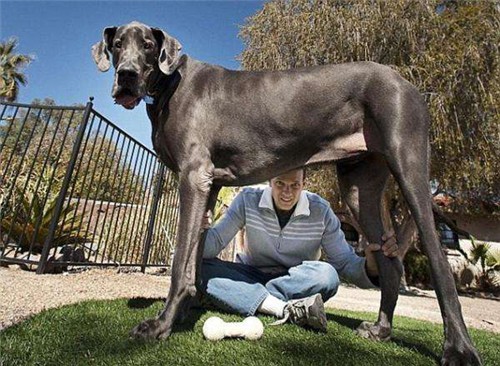 世界上最大的狗：站起来比成年人高50厘米，体重120公斤