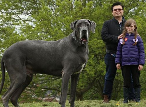 世界上最大的狗，站起来比成年人还要高50厘米
