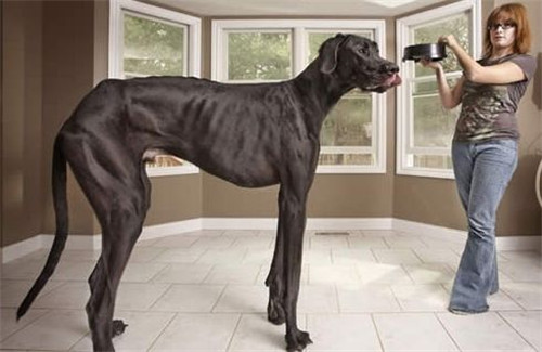 世界上最大的狗，站起来比成年人还要高50厘米