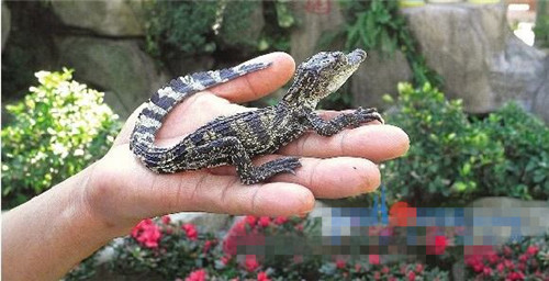 世界上最小的鳄鱼：非洲侏儒鳄，成年人可以一手抓四条
