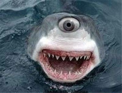 独眼鲨鱼真的存在吗，究竟是基因变异还是先天性缺陷？