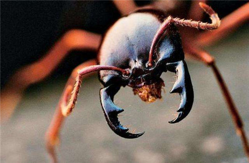 世界上有没有食人蚁的存在，食人蚁是不是真的会吃人