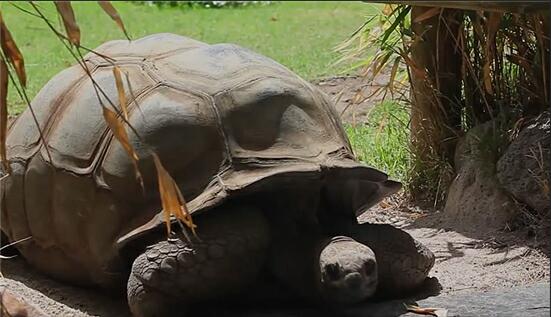 世界上寿命最长的乌龟：活了256岁，送走3个饲养员