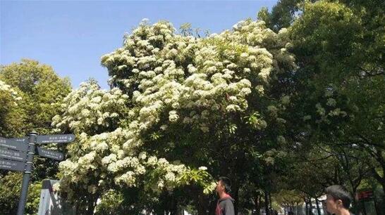 石楠花为什么叫最污花，现在满大街都是它有什么作用