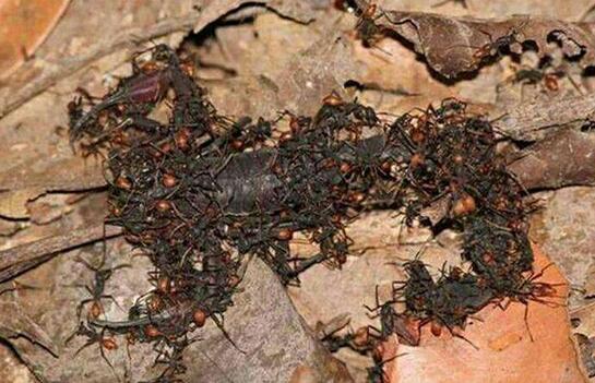 非洲食人蚁真的存在，10分钟吃完一头野牛但吃不了人