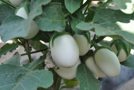 蛋树是什么树，结的果实像鸡蛋一样可以吃吗？