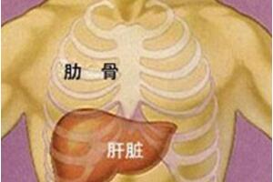 肝脏位置在哪里，肝脏不好的症状(乳腺增生/指甲凹凸/脸色发黑)