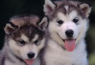 西伯利亚雪橇犬是什么狗/哈士奇本尊，详解西伯利亚雪橇犬多少钱