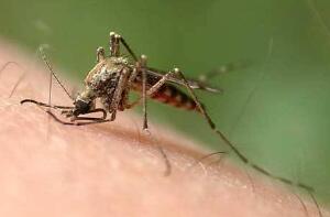 蚊子的寿命有多长/真的3-7天吗，蚊子灭绝了世界会怎样/后果严重
