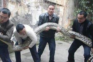 广西桂平挖蛇事件是真是假，16.7米黄金蟒蛇吓死人(假新闻)