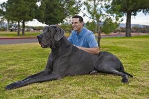 大型犬有哪些，超大型犬排名(大丹犬身高2.3米/好似一批野马)