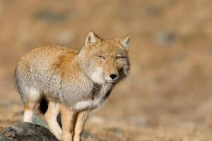 世界上最丑狐狸，藏狐(天生一副丧脸/分布在我国西藏地区)