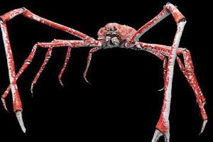 世界上最大的螃蟹，巨型杀人蟹(体长3米/会吃人/生活在海底)