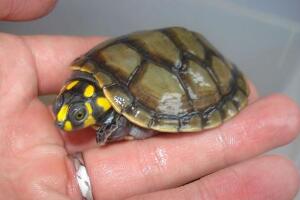 黄头侧颈龟怎么养，勤换水/温度控制在30度以上(教你辨雌雄)