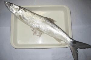 常见食用鱼的种类大全，市场上常见食用鱼名字(黑鱼/鳙鱼最常见)