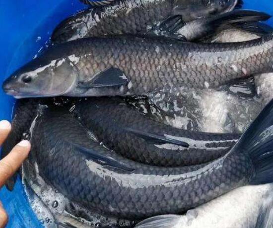 常见食用鱼的种类大全 市场上常见食用鱼名字 黑鱼 鳙鱼最常见 人生下载